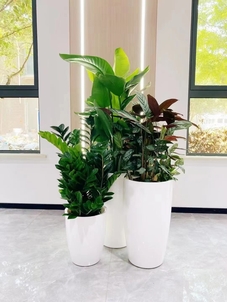 专业花木出租，领略宁波北仑的自然之美